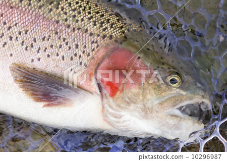 Rainbow trout fished 10296987