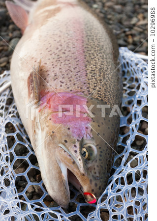 虹鱒魚捕撈 虹鱒魚捕撈 10296988