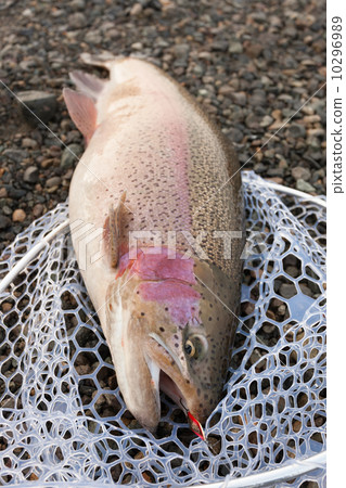 虹鱒魚捕撈 虹鱒魚捕撈 10296989