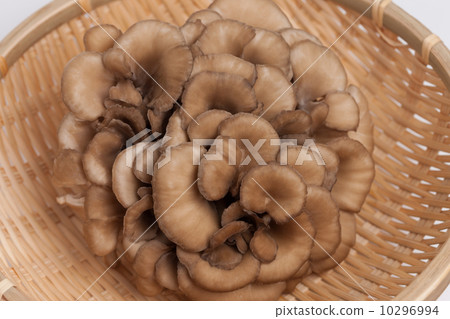 Maitake 10296994