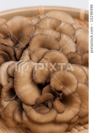 Maitake 10296996