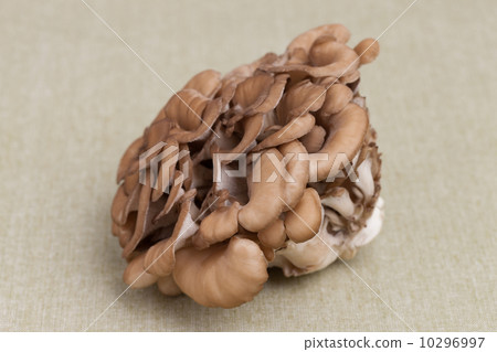 Maitake 10296997