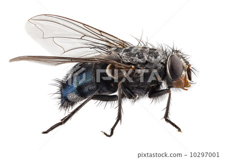 blue bottle fly species calliphora vomitoria blue bottle fly species calliphora vomitoria 10297001