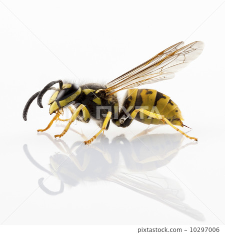 wasp isolated 10297006