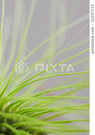 Plant plant, Tectrum 10297213