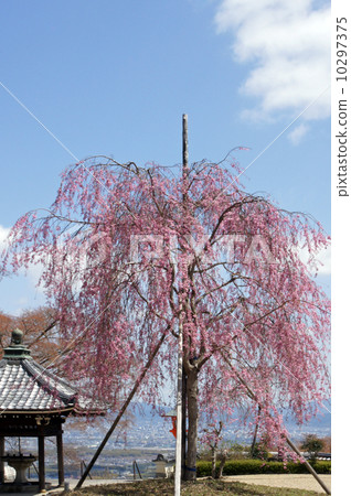 Cherry blossoms at ZenZenji Cherry blossoms at ZenZenji 10297375