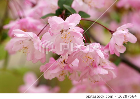 哈娜哈唐 哈娜哈唐 10297564