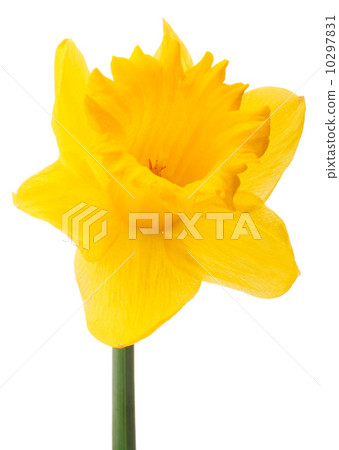 Daffodil flower or narcissus isolated on white background cutout 10297831