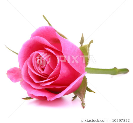 Pink rose flower head isolated on white background cutout Pink rose flower head isolated on white background cutout 10297832