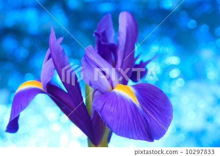 Beautiful blue iris flowers background Beautiful blue iris flowers background 10297833