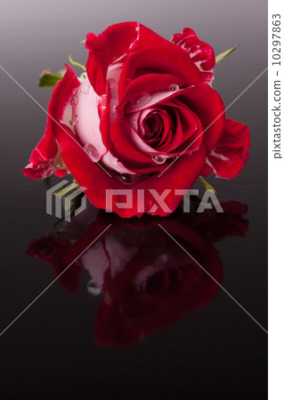rose flower with reflection on dark surface still life 10297863