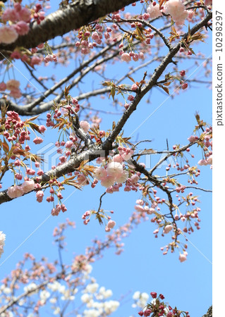 Arakawa Tsutsumi的早期盛開的五色櫻花·Hanasaka 10298297