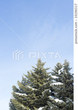 Winter pine 10298317