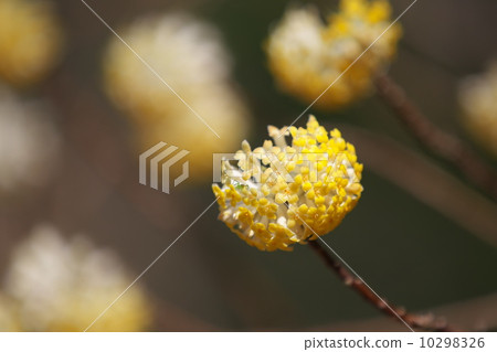 Mitumata flowers Mitumata flowers 10298326