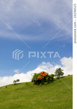 Yamazaki of the plateau 10298525