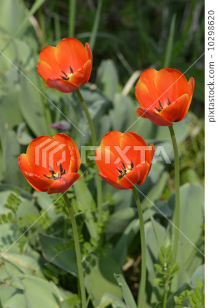 Tulip 10298620