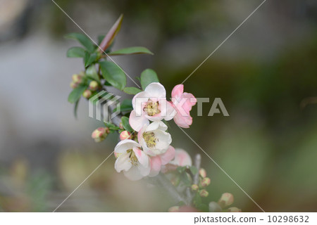 Blurred flowers 10298632