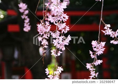 Watanabe Tenman-gu 10298647