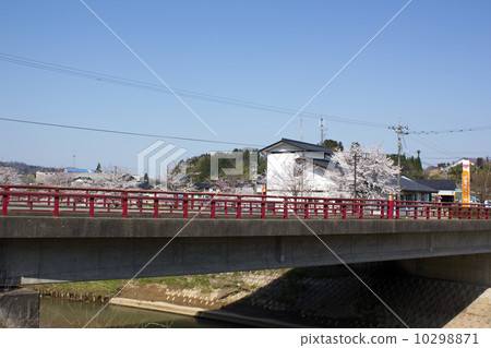 Fudo bridge and cherry blossoms 10298871