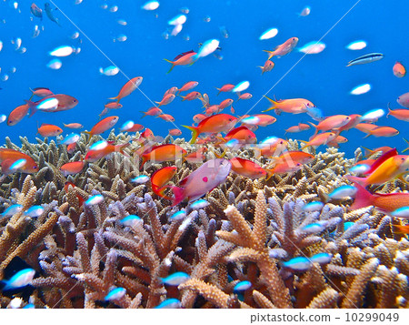 Ryugu castle Ryugu castle 10299049