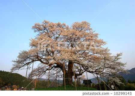 Daigo Sakura 659 10299143