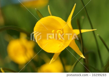 Narcissus·Bourbonkodium 10299283