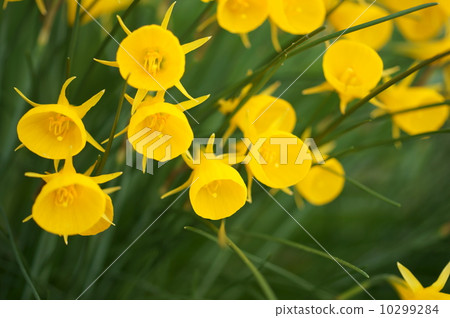 Narcissus·Bourbonkodium 10299284