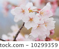 Cherry Blossoms	 10299359