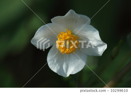 開花的天然植物Shirayukijishi 10299610