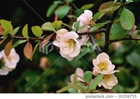 Blurred flowers 10299755