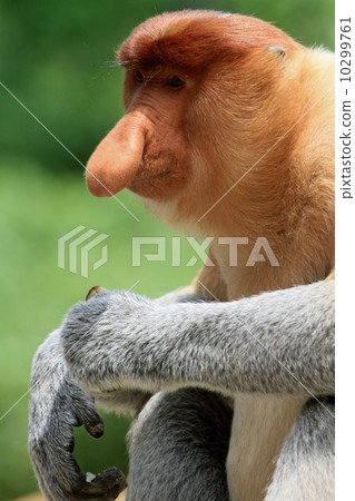 Monza monkey 10299761