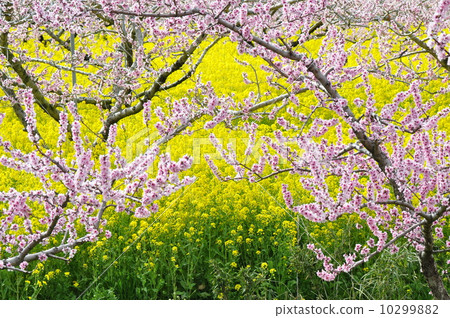桃花（2） 10299882