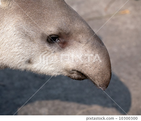 tapir snout closeup portrait 10300300