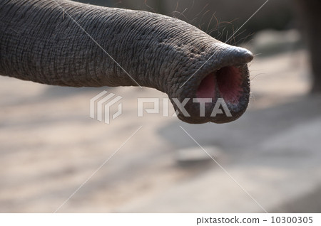 elephant trunk elephant trunk 10300305