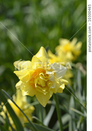 雙層盛開的水仙花 10300465