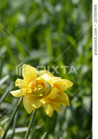 Double-blooming daffodils 10300466