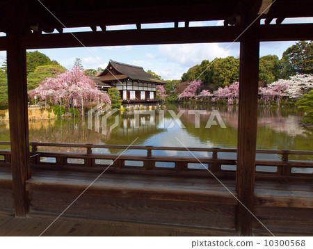 Cherry blossoms at Naomi Kan 10300568