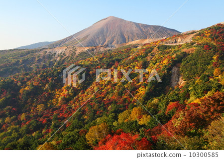 Autumnal leaves Tenguin garden and Azuma Fuji Autumnal leaves Tenguin garden and Azuma Fuji 10300585