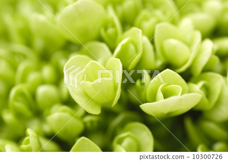 Green plant. Green plant. 10300726