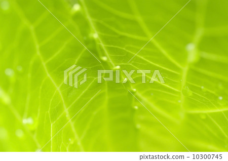 Green leaves. Green leaves. 10300745