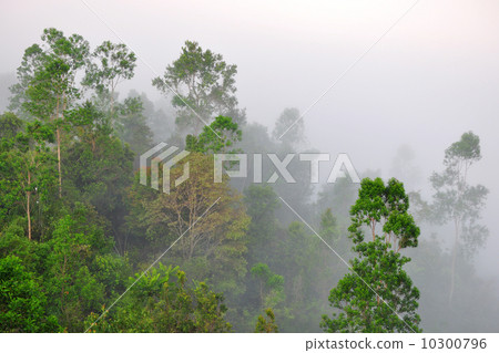 green forest green forest 10300796