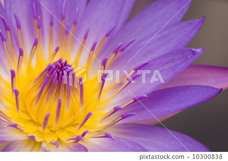water lily closeup 10300838
