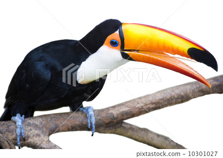 Toucan 10301027
