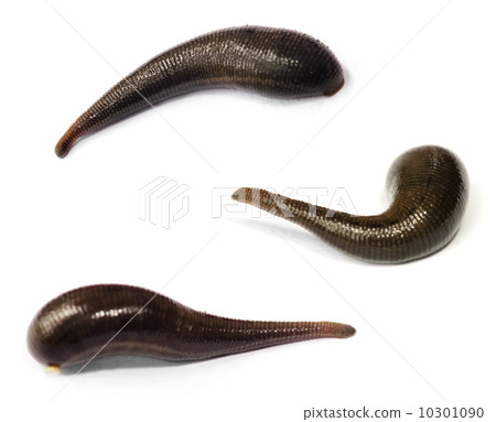 Blood sucking leech. Blood sucking leech. 10301090