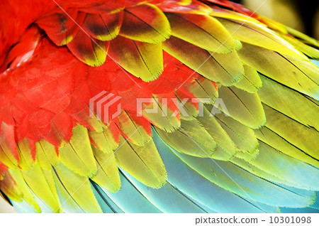 colourful wings 10301098