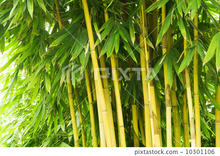 Bamboo tree 10301106