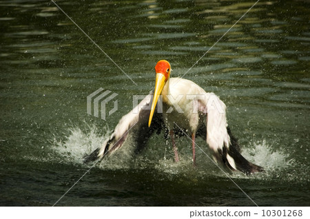 stork .. 10301268