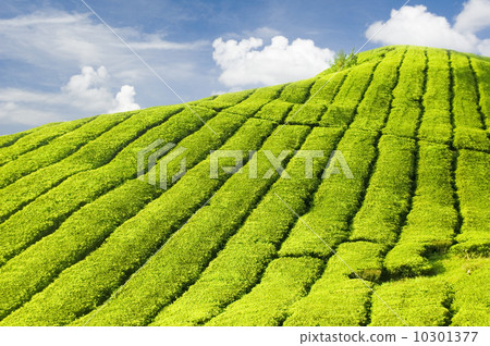 Tea Plantations 10301377