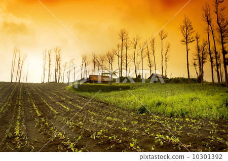 Farmland Sunrise 10301392