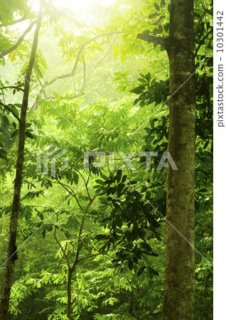Green forest 10301442